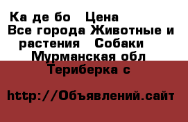 Ка де бо › Цена ­ 25 000 - Все города Животные и растения » Собаки   . Мурманская обл.,Териберка с.